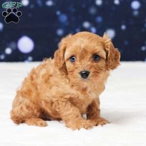 Butler, Cavapoo Puppy